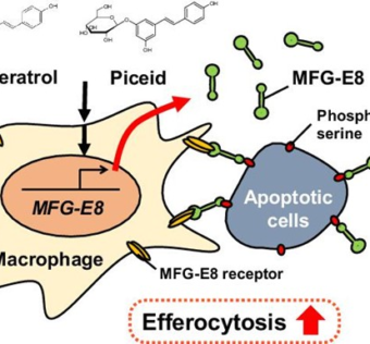 Resveratrol and piceid enhance efferocytosis by increasing the secretion of MFG-E8 in human THP-1 macrophages