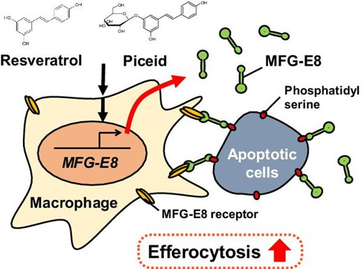 Read more about the article 2024年6月3日“Bioscience, Biotechnology, and Biochemistry”期刊在线发表了实验室题为“Resveratrol and piceid enhance efferocytosis by increasing the secretion of MFG-E8 in human THP-1 macrophages”的研究论文