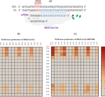 The engineered CRISPR-Mb2Cas12a variant enables sensitive and fast nucleic acid based pathogens diagnostics in the field.