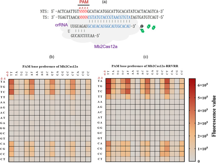 You are currently viewing The engineered CRISPR-Mb2Cas12a variant enables sensitive and fast nucleic acid-based pathogens diagnostics in the field.