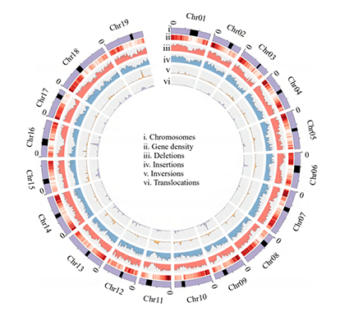 Super Pangenome of Grapevines Empowers Improvement of the Oldest Domesticated Fruit.