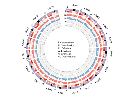 Read more about the article 2024年3月2日“bioRxiv”期刊在线发表了实验室题为“Super Pangenome of Grapevines Empowers Improvement of the Oldest Domesticated Fruit”的研究论文