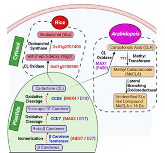 Phytohormone Strigolactone: Involvement in Guard Cell Signaling and Abiotic Stress Tolerance in Plants.