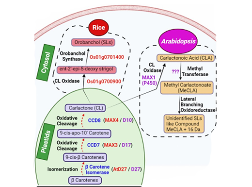 You are currently viewing Phytohormone Strigolactone: Involvement in Guard Cell Signaling and Abiotic Stress Tolerance in Plants.