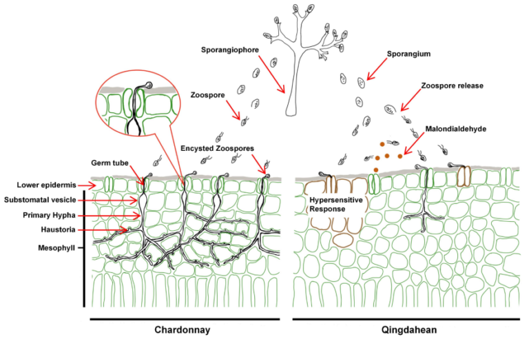 Read more about the article 2025年2月26日在线发表了实验室题为“Layered stomatal immunity contributes to resistance of Vitis riparia against downy mildew Plasmopara viticola”的研究论文