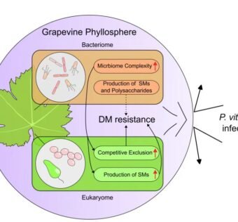 2025年5月7日“bioRxiv”期刊在线发表了实验室题为“Grapevine phyllosphere pan-metagenomics reveals pan-microbiome structure, diversity, and functional roles in downy mildew resistance”的研究论文