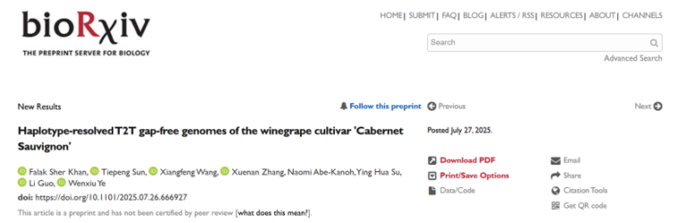 Read more about the article 2025年7月28日，bioRxiv在线发表了实验室题为“Haplotype-resolved T2T gap-free genomes of the winegrape cultivar ‘Cabernet Sauvignon’”的研究性论文。该研究完成了全球种植范围最广的葡萄品种赤霞珠的首个单倍型端粒到端粒无缺口基因组，为该葡萄的基础研究、改良及利用提供了重要的基因组信息。