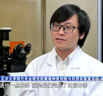 2025年4月16日，潍坊新闻联播介绍实验室最新成果，葡萄泛基因组揭示抗霜霉病遗传密码开启精准育种新时代