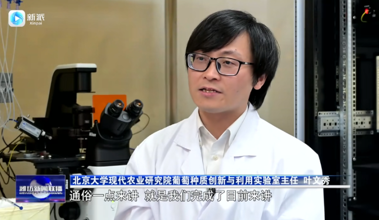 Read more about the article 2025年4月16日，潍坊新闻联播介绍实验室最新成果，葡萄泛基因组揭示抗霜霉病遗传密码开启精准育种新时代