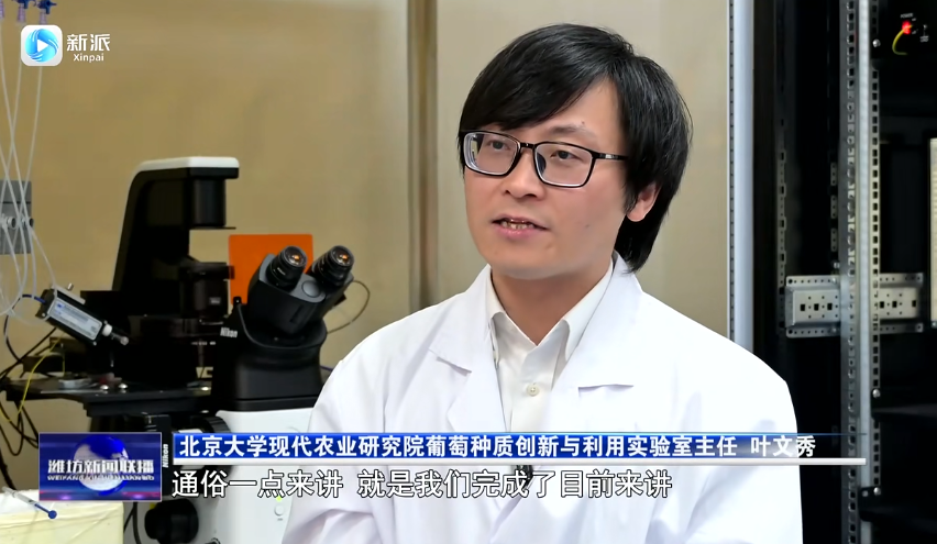 You are currently viewing 2025年4月16日，潍坊新闻联播介绍实验室最新成果，葡萄泛基因组揭示抗霜霉病遗传密码开启精准育种新时代