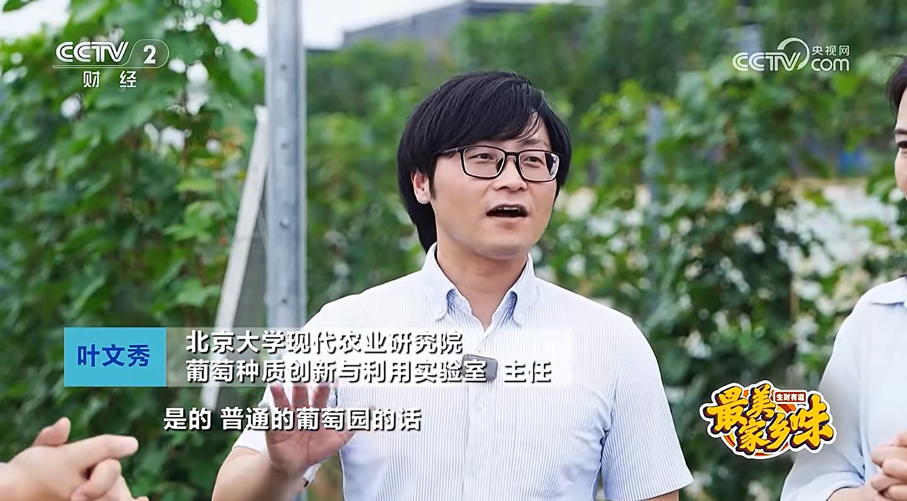 You are currently viewing 2025年9月3日，央视财经频道(CCTV2)黄金时段播出了实验室参演的《最美家乡味》栏目，叶文秀介绍了实验室近期在葡萄基础研究、种质创新与利用方面的创新成果。