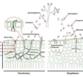 2025年11月7日，Journal of Experimental Botany发表了实验室题为 “Layered stomatal immunity contributes to resistance of Vitis riparia against downy mildew Plasmopara viticola” 的研究论文。本研究系统阐明了抗病葡萄品种通过此前被忽视的“分层气孔免疫”机制（在病原菌入侵的最早期阶段实施多重防御），是该团队继葡萄属泛基因组破译后，又一项葡萄领域的最新进展，为深入理解植物与卵菌互作及开发葡萄病害绿色防控新策略提供重要理论基础。