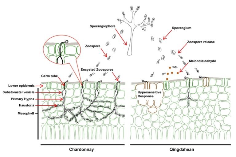 Read more about the article 2025年11月7日，Journal of Experimental Botany发表了实验室题为 “Layered stomatal immunity contributes to resistance of Vitis riparia against downy mildew Plasmopara viticola” 的研究论文。本研究系统阐明了抗病葡萄品种通过此前被忽视的“分层气孔免疫”机制（在病原菌入侵的最早期阶段实施多重防御），是该团队继葡萄属泛基因组破译后，又一项葡萄领域的最新进展，为深入理解植物与卵菌互作及开发葡萄病害绿色防控新策略提供重要理论基础。