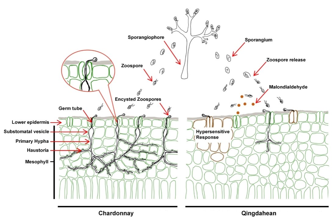 You are currently viewing 2025年11月7日，Journal of Experimental Botany发表了实验室题为 “Layered stomatal immunity contributes to resistance of Vitis riparia against downy mildew Plasmopara viticola” 的研究论文。本研究系统阐明了抗病葡萄品种通过此前被忽视的“分层气孔免疫”机制（在病原菌入侵的最早期阶段实施多重防御），是该团队继葡萄属泛基因组破译后，又一项葡萄领域的最新进展，为深入理解植物与卵菌互作及开发葡萄病害绿色防控新策略提供重要理论基础。