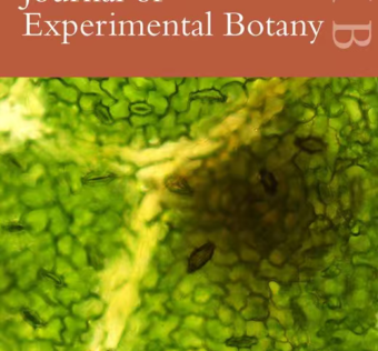 祝贺实验室的葡萄气孔免疫霜霉病机理研究“Layered stomatal immunity contributes to resistance of Vitis riparia against downy mildew Plasmopara viticola”被国际主流学术期刊Journal of Experimental Botany选为2026年第四期封面故事。