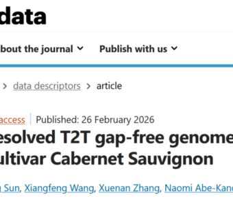 北京大学现代农业研究院领衔首次破译世界经典酿酒葡萄品种赤霞珠的端粒到端粒单倍型无缺口基因组，为全球葡萄产业发展奠定核心分子基础