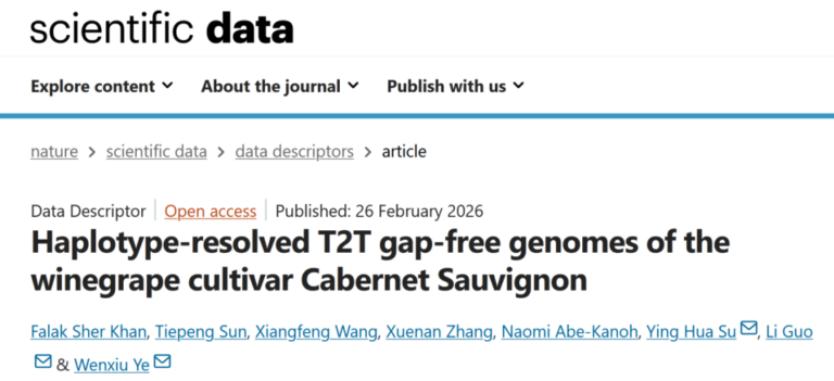 Read more about the article 北京大学现代农业研究院领衔首次破译世界经典酿酒葡萄品种赤霞珠的端粒到端粒单倍型无缺口基因组，为全球葡萄产业发展奠定核心分子基础